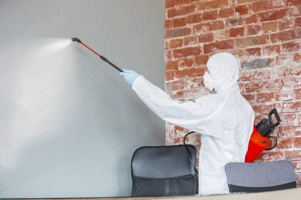 Best Mold Damage Restoration  in Meadow Glade, WA
