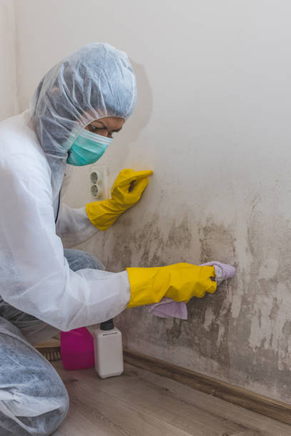 Best Commercial Mold Inspection  in Meadow Glade, WA