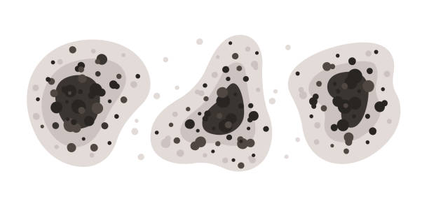 Best Comprehensive Air Testing for Mold Contaminants  in Meadow Glade, WA