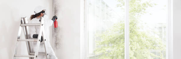 Best Emergency Mold Remediation  in Meadow Glade, WA
