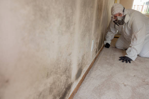 Best Water Damage & Mold Remediation  in Meadow Glade, WA